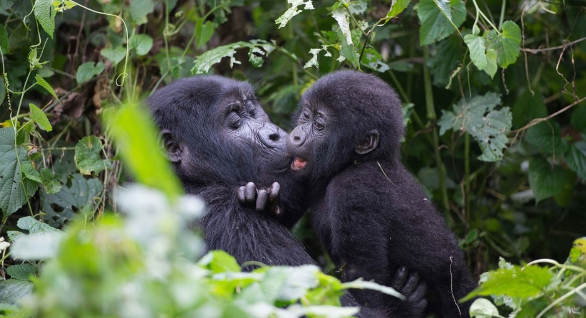 Gorilla trekking in Bwindi from USA United States of America: Bwindi Impenetrable Forest National Park is a mountain gorilla trekking