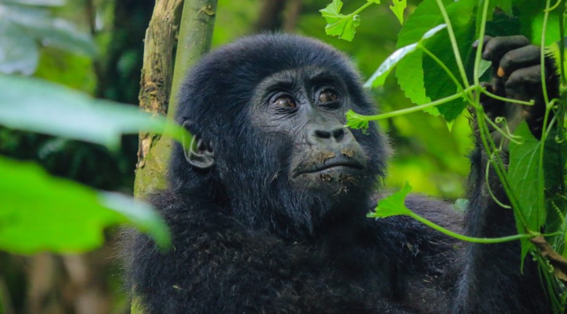 Luxury gorilla trekking safaris in Bwindi Impenetrable Forest National Park the best place to go for gorilla trekking in the world