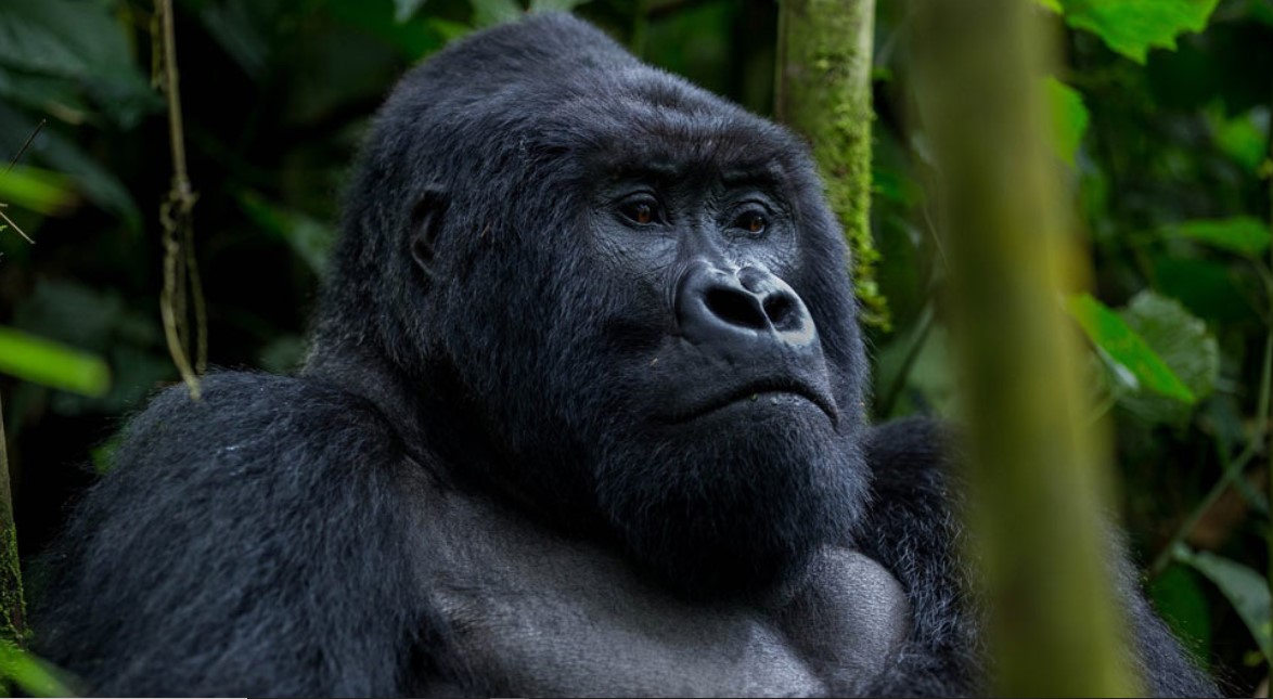 Mountain gorillas are endangered species of primates said to have 98% human DNA and the main attractions in Bwindi Impenetrable Forest