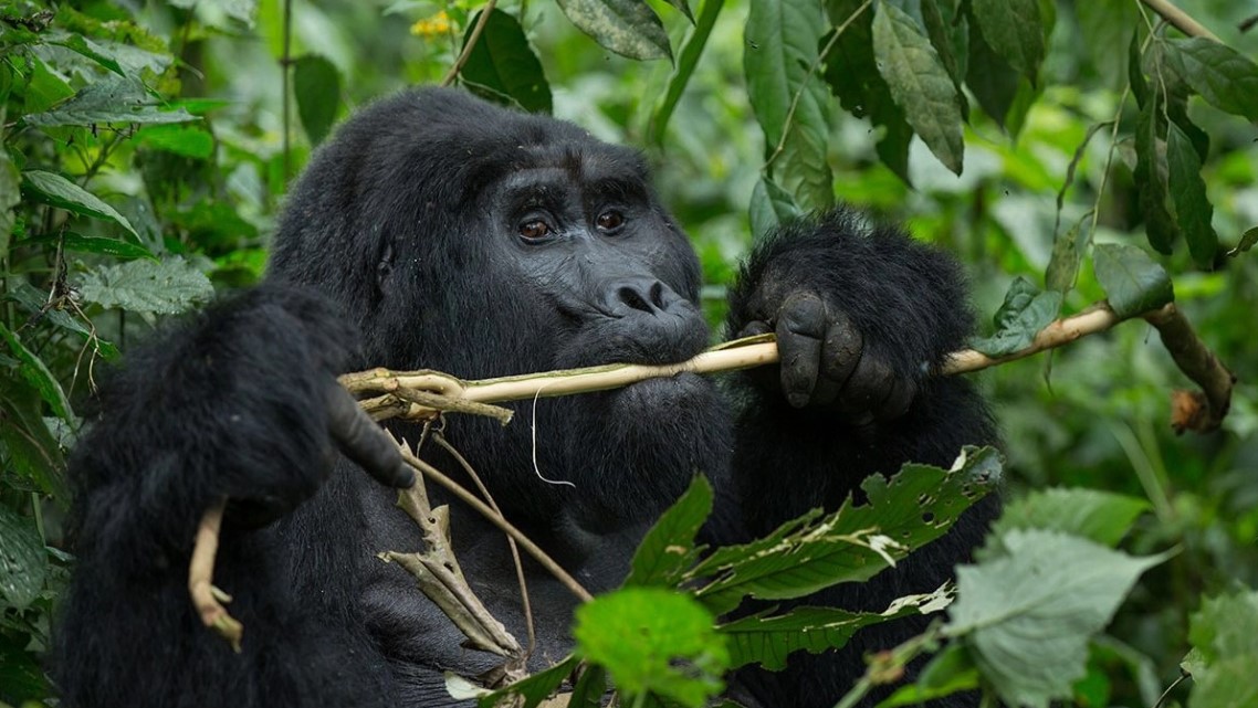 Ruhija is one of the four sectors of Bwindi Impenetrable Forest National Park to include Rushaga sector, Nkuringo sector, Buhoma sector a home to mountain gorillas