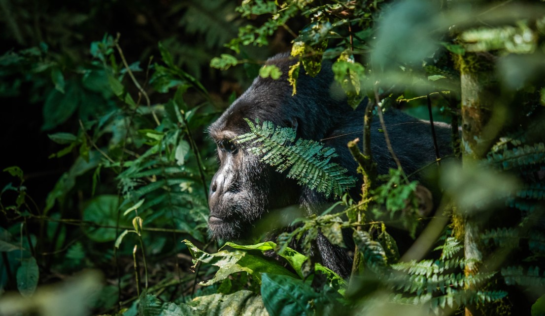 Short gorilla safaris to Bwindi Impenetrable Forest National Park a popular destination for mountain gorilla trekking in the world