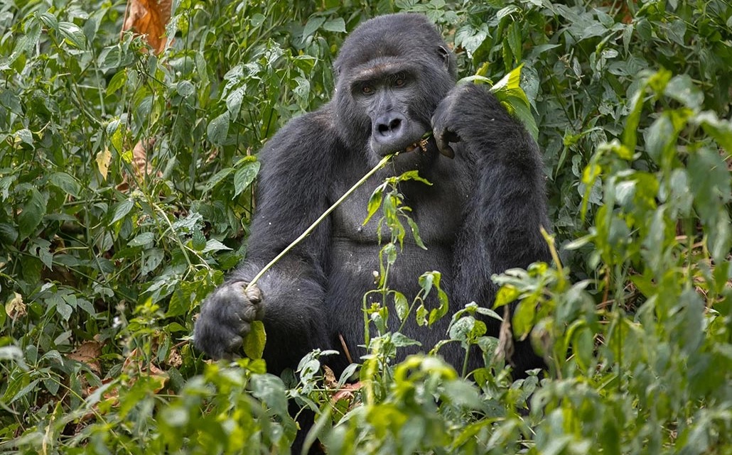 Spend more time with mountain gorillas  in Bwindi Impenetrable Forest National Park a mountain gorilla destination located in Uganda