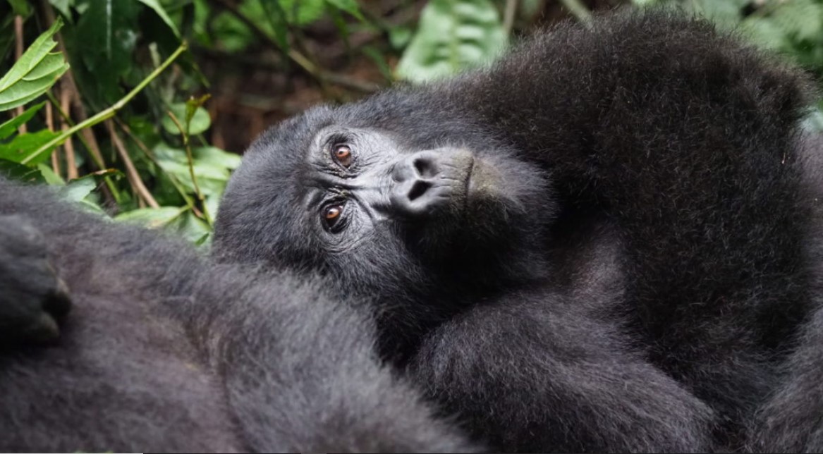 A combined safari to Bwindi Impenetrable Forest National Park and Mgahinga National Park takes you to some of the great national parks we have in the country