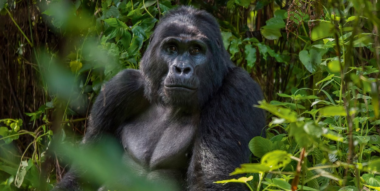 Affordable tours to Bwindi Forest national park home to endangered mountain gorillas is located in the southwestern part of the country