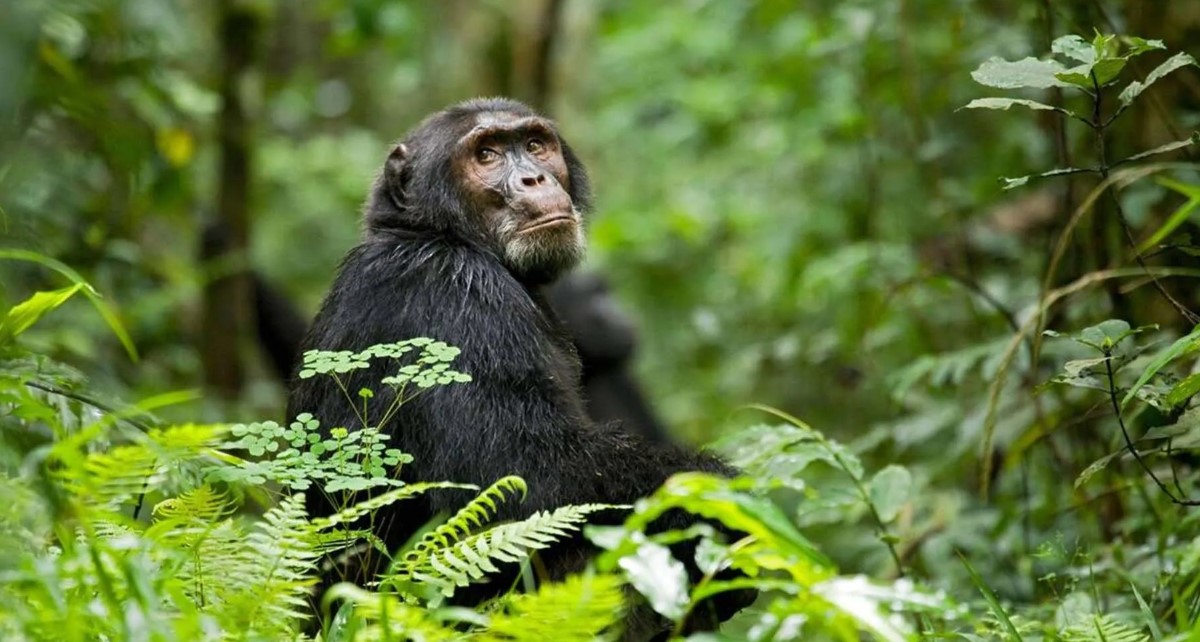 Attractions in Kibale Forest National Park are those things that tourists would love to spot while on a safari to the park.