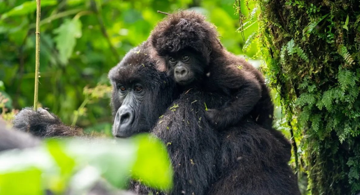 Bwindi gorilla trekking in June: The forest national park is currently the best and most affordable gorilla tracking destination in the world