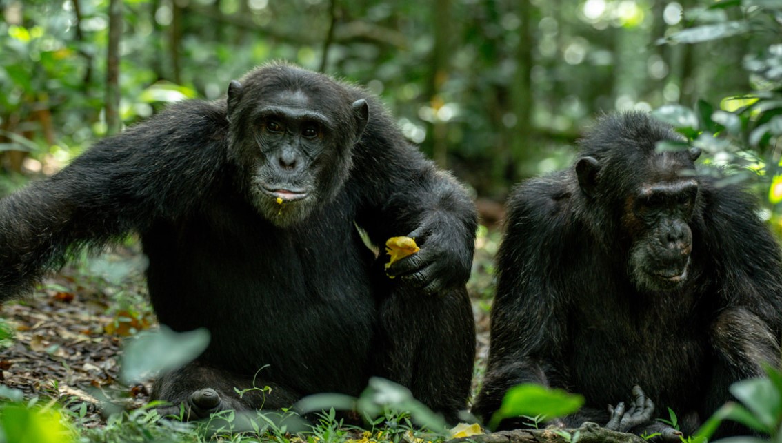 Chimpanzee trekking in Kibale Forest National Park is an activity that involves trekkers going into the jungle to search for any chimpanzee troop
