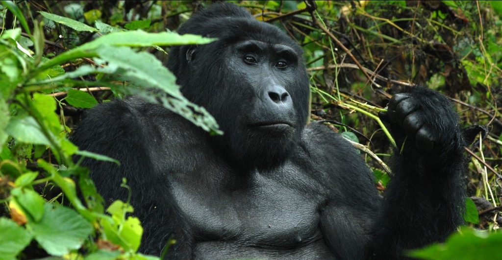 How do I get Bwindi gorilla permits? The National Park is a home to mountain gorillas which are close relatives to human beings