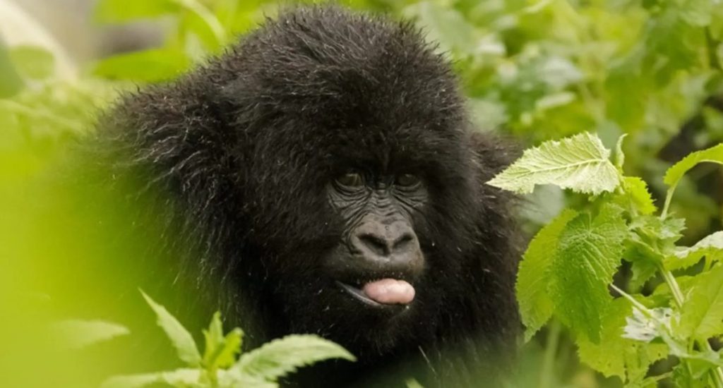 How many gorilla permits are available in Bwindi in a day? The Forest National Park is a gorilla trekking destination in Uganda