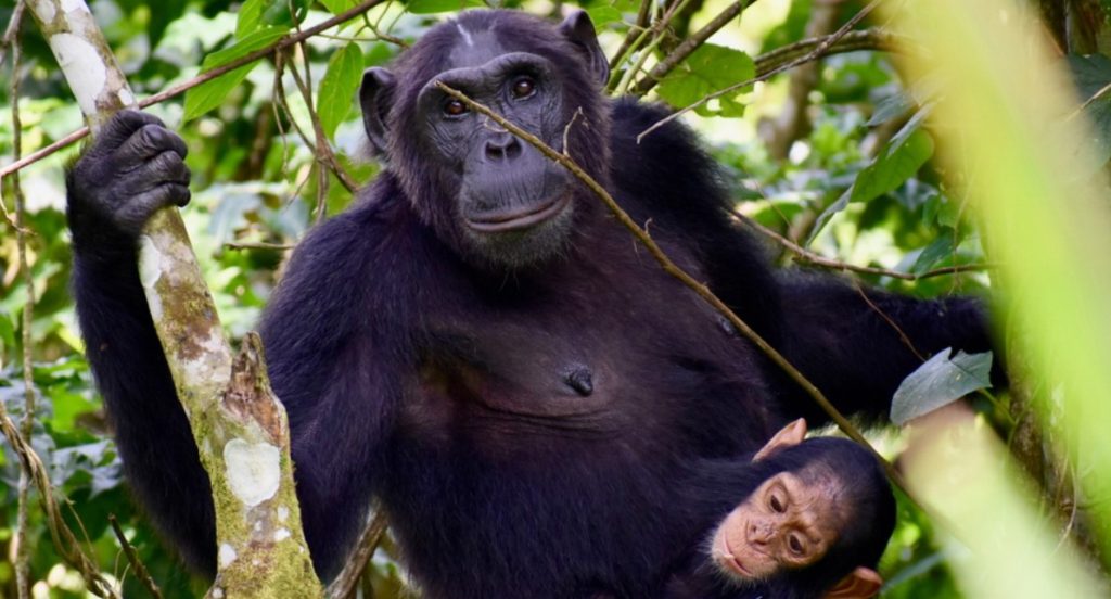 How to spend more time with chimpanzees of Kibale Forest National Park a chimp destination located in Kabarole district in Uganda
