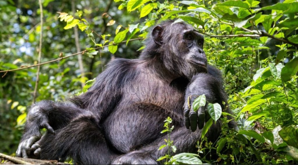 Is Kibale forest the best place to see chimpanzees in the world? Yes, the tropical rainforest is the best place in the world to see chimps