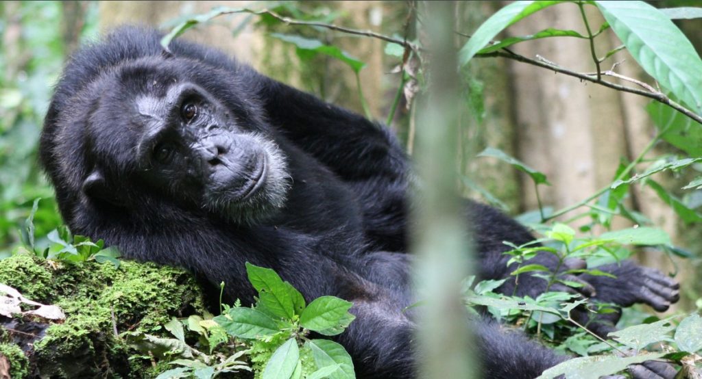 Is trekking chimpanzees of Kibale safe: Yes, encountering the primates s of Kibale Forest is very safe for all kinds of travelers