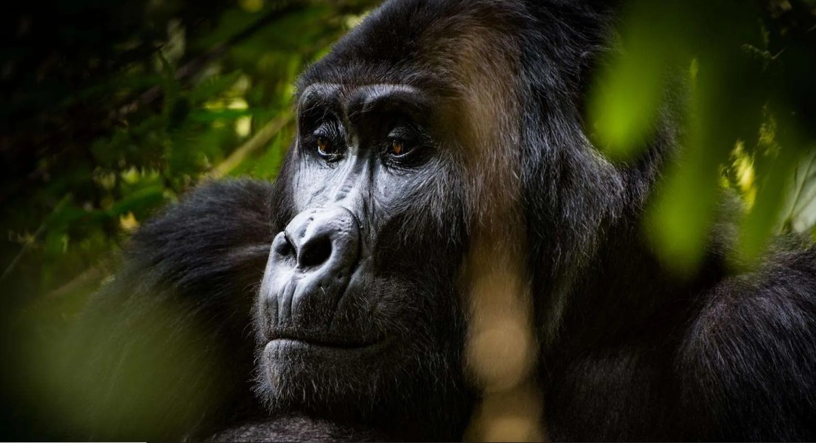 The best time for gorilla habituation in Bwindi a once in a lifetime activity that allows tourists to be stay with these primates for 4 hours