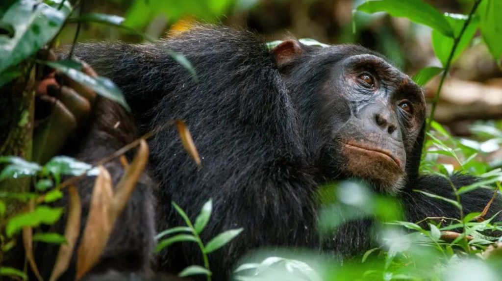 Top activities in Kibale Forest National Park one of Uganda's wildlife reserves, located in Kabarole district known for harboring chimpanzees