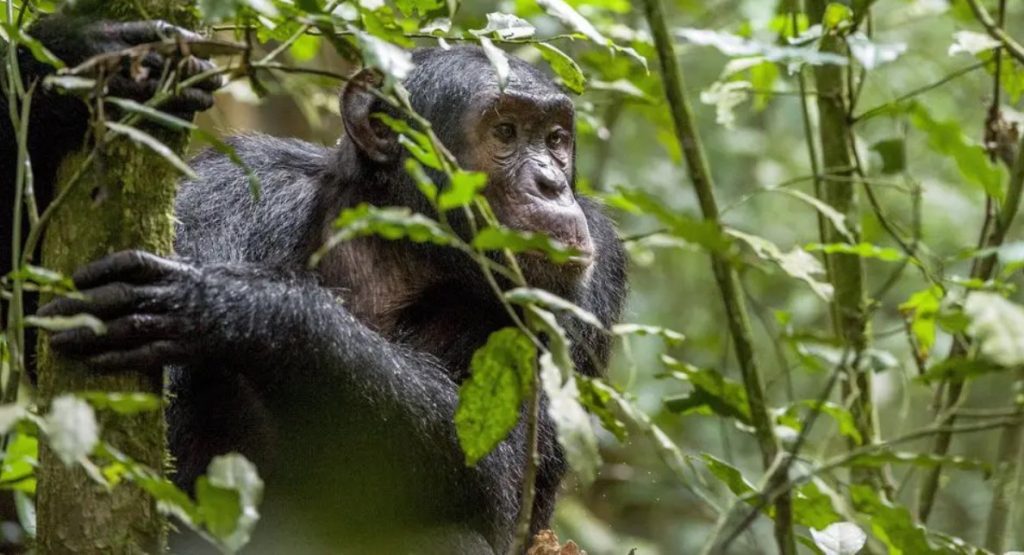 What to do in Kibale Forest National Park one of the national parks of Uganda also known as the primate capital of the world