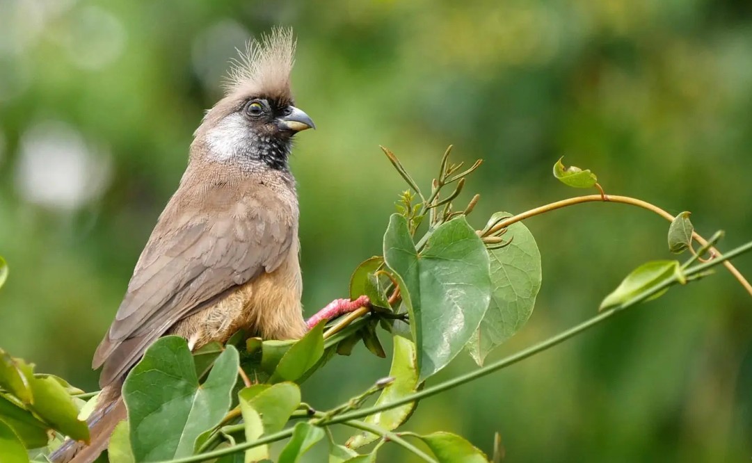 Semuliki National Park the birdwatchers' haven