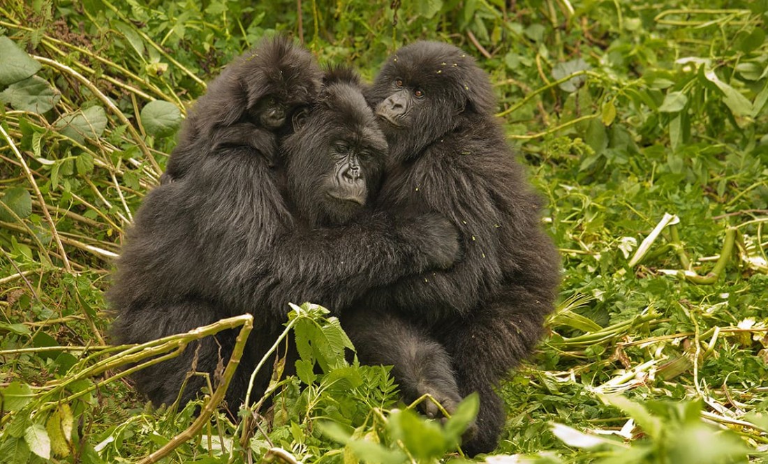 The minimum age for gorilla trekking in Rwanda