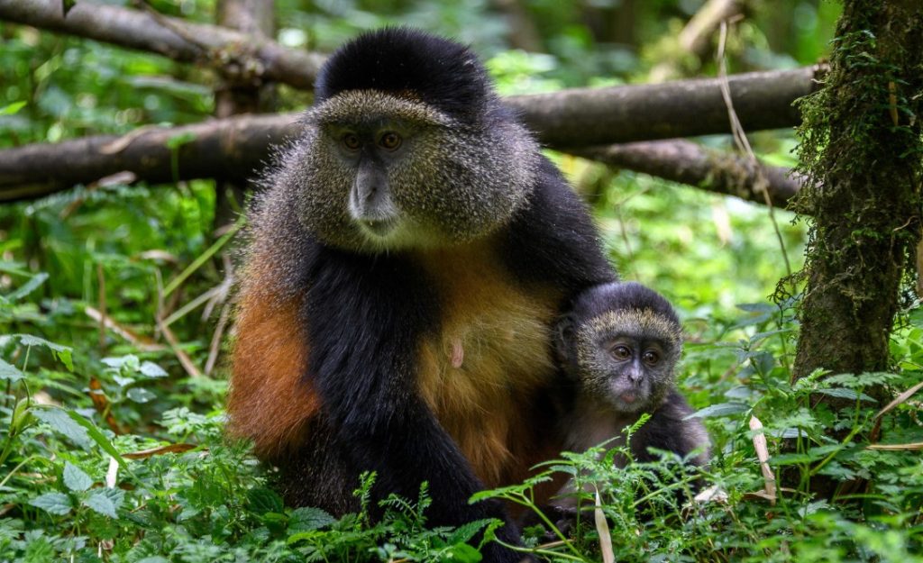 Trekking golden monkeys of Mgahinga National Park