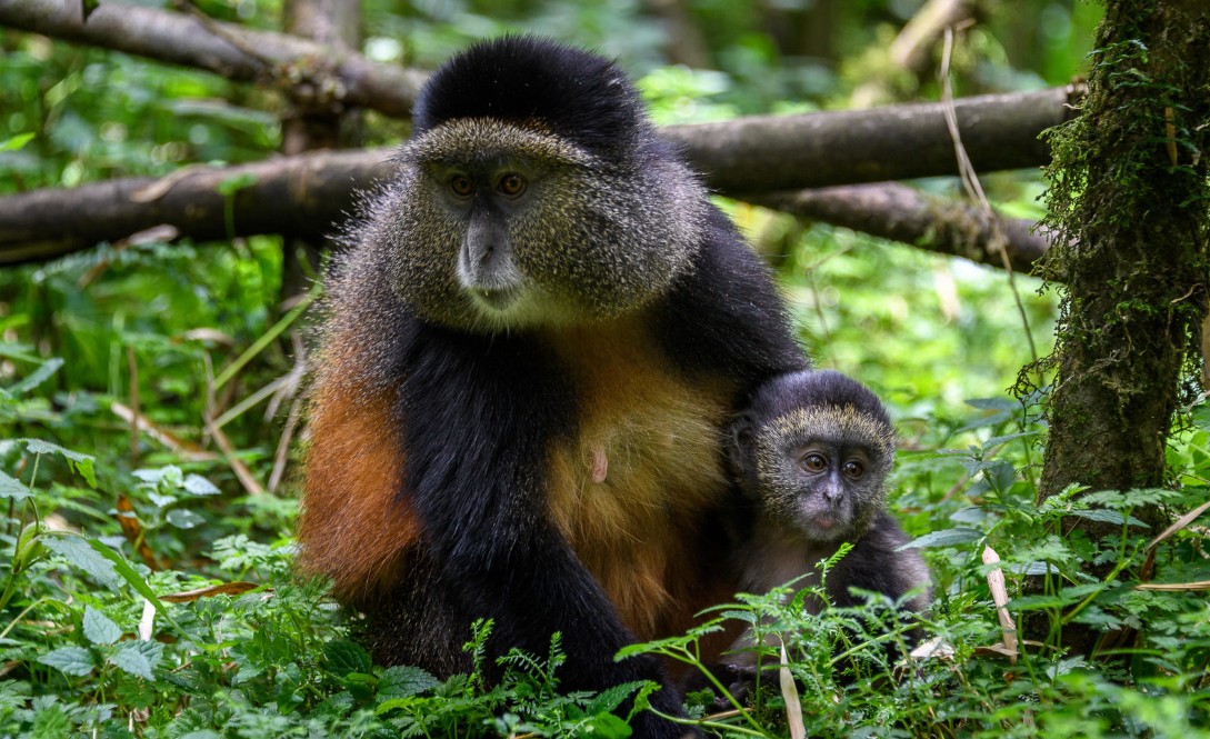 Trekking golden monkeys of Mgahinga National Park