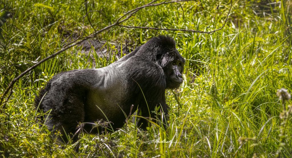What is the best time for a gorilla safari