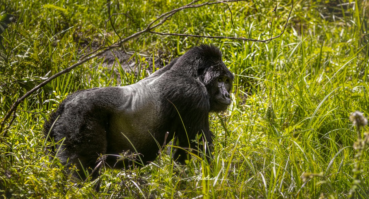 What is the best time for a gorilla safari