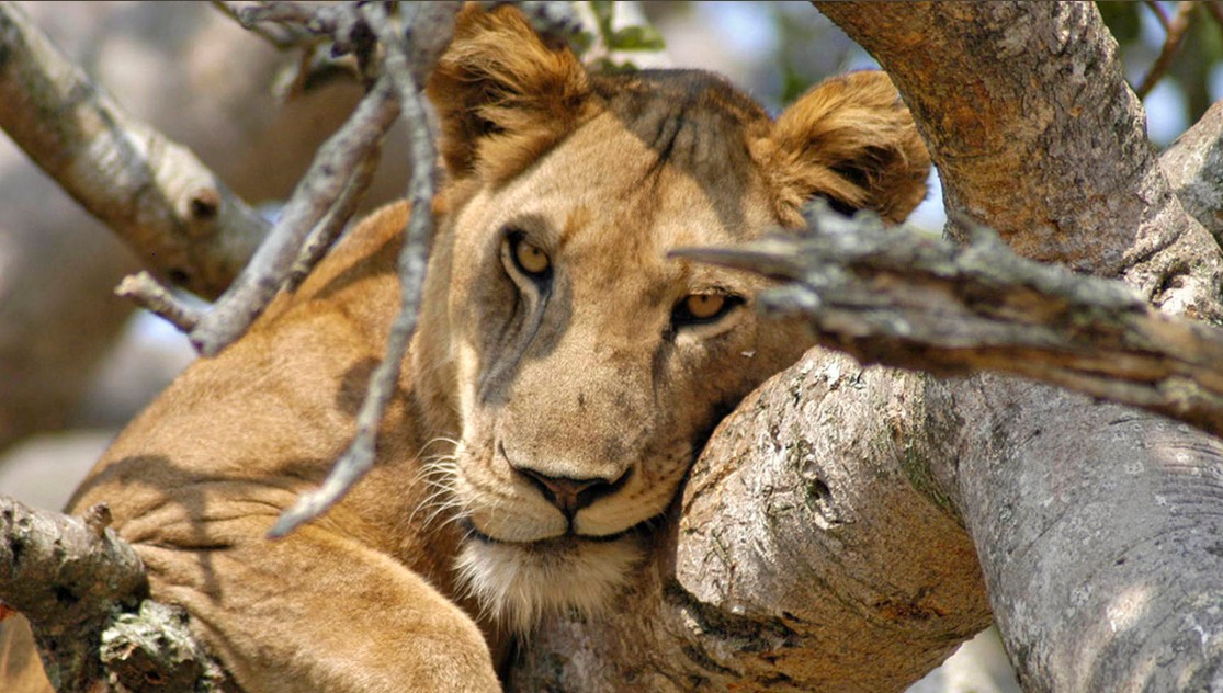 Why is Queen Elizabeth National Park a Popular Destination